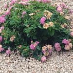 image0000001(11)